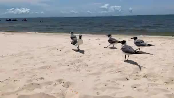 海滩上成群的海鸥 高质量的4K镜头 — 图库视频影像