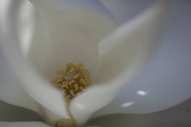 Güney Manolya 'nın Macro' su çiçek açar. Yüksek kalite fotoğraf