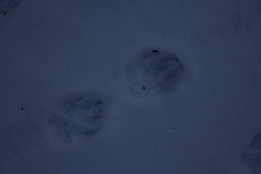 Kar mavisi renkte pati izleri. Yüksek kalite fotoğraf