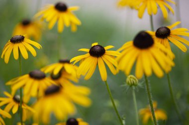 Parlak sarı gözlü Susan Flowers. Yüksek kalite fotoğraf