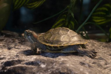Kırmızı kulak ve sarı göbek sürgülü kaplumbağalar. Yüksek kalite fotoğraf