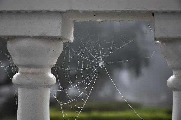 Павутинна Павутина Античній Колонці Високоякісна Фотографія — стокове фото