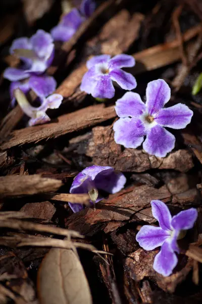 Fioletowy Kwiat Tło Naturalne Zielone Wysokiej Jakości Zdjęcie — Zdjęcie stockowe