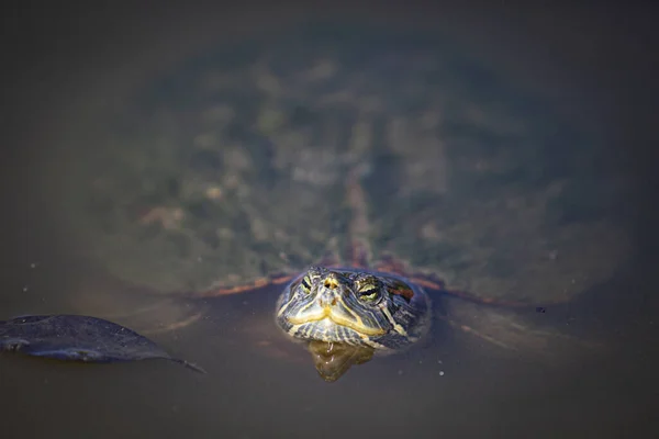 Rote Ohren Und Gelbbauchschildkröten Hochwertiges Foto — Stockfoto
