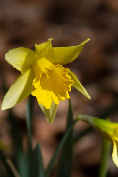 Žlutý Narcisový Květ Květinovém Záhonu Kvalitní Fotografie — Stock fotografie