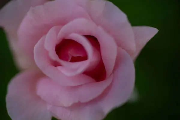 Gyönyörű Rózsa Virág Vagy Szirmok Kiváló Minőségű Fénykép — Stock Fotó