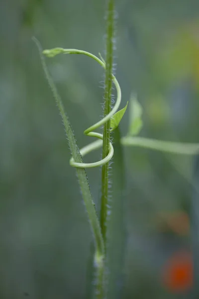 野生藤蔓缠绕在植物周围 高质量的照片 — 图库照片