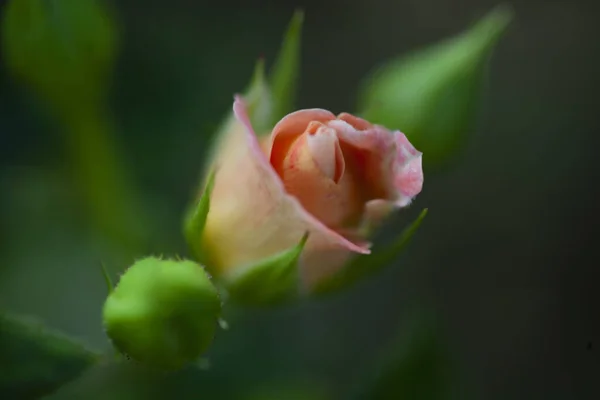 Hermosa Flor Rosa Pétalos Foto Alta Calidad —  Fotos de Stock