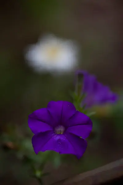 Purple Petunia Blooms Flowers High Quality Photo — Stock Photo, Image
