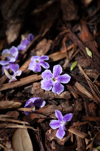 紫の花の背景 自然の緑 高品質の写真 — ストック写真
