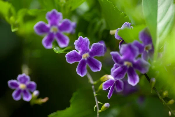 Fioletowy Kwiat Tło Naturalne Zielone Wysokiej Jakości Zdjęcie — Zdjęcie stockowe