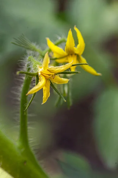 Žlutý Rajčatový Květ Rostlině Kvalitní Fotografie — Stock fotografie