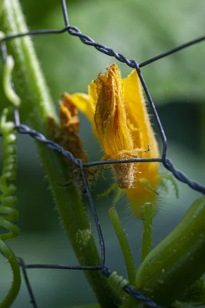Жовтий Кабачок Цвіте Паркані Високоякісна Фотографія — стокове фото