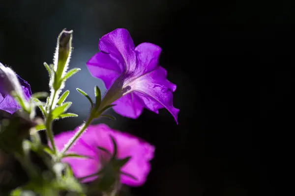 Fioletowy Kwiat Petunii Lub Kwiaty Wysokiej Jakości Zdjęcie — Zdjęcie stockowe