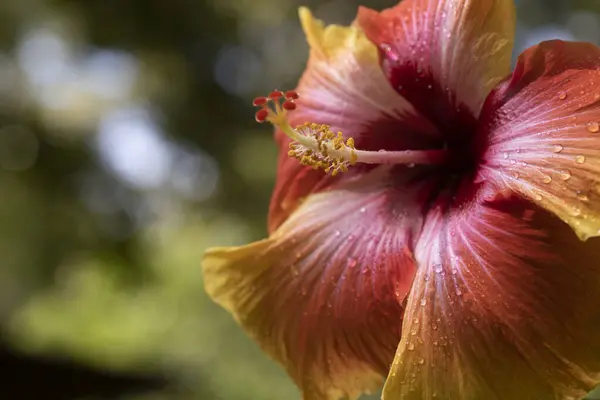 Fiorisce Fiore Ibisco Tricolore Foto Alta Qualità — Foto Stock