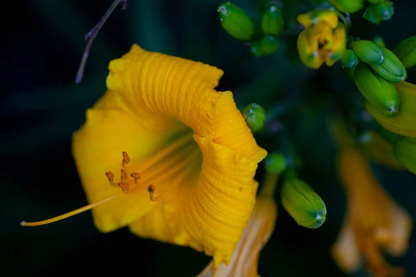 Yellow day lily bloom on plant. High quality photo