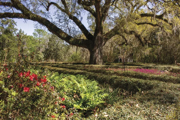Jardins Floridos Rosedown Plantation Foto Alta Qualidade — Fotografia de Stock