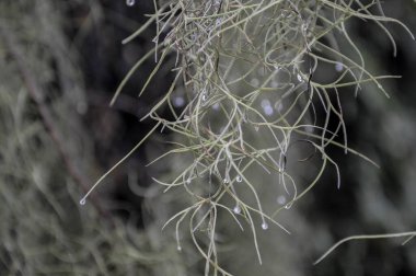 Güneyli meşeler ve yosunlar sisli bir sabahta. Yüksek kalite fotoğraf