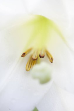 Güzel bir çiçeğin makro çiçeği. Yüksek kalite fotoğraf