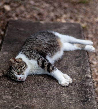 Beton bankta tembel kedi. Yüksek kalite fotoğraf