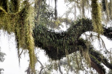 Güneyli meşeler ve yosunlar sisli bir sabahta. Yüksek kalite fotoğraf