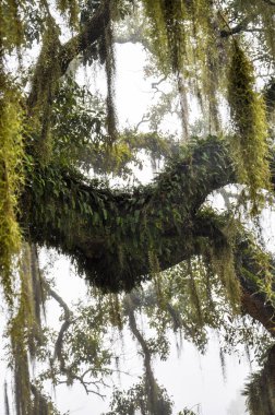Güneyli meşeler ve yosunlar sisli bir sabahta. Yüksek kalite fotoğraf