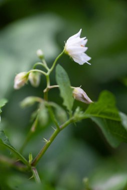 Güzel bir çiçeğin makro çiçeği. Yüksek kalite fotoğraf