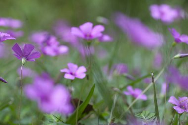 Güzel bir çiçeğin makro çiçeği. Yüksek kalite fotoğraf