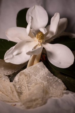 Güney manolyasının Macro 'su çiçek açar. Yüksek kalite fotoğraf