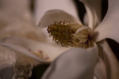 Güney manolyasının Macro 'su çiçek açar. Yüksek kalite fotoğraf