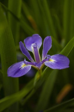 Vahşi doğada Blue Louisiana bataklık süsen kuşu. Yüksek kalite fotoğraf