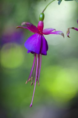 Güzel bir çiçeğin makro çiçeği. Yüksek kalite fotoğraf