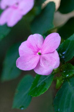Güzel bir çiçeğin makro çiçeği. Yüksek kalite fotoğraf