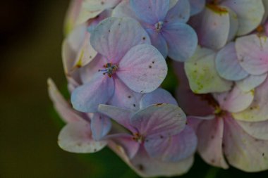 Ortanca çiçeğinin Macro 'su çiçek açar. Yüksek kalite fotoğraf