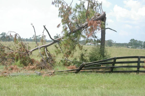 Broken Tree Hurrican Damage High Quality Photo — Stock Photo, Image