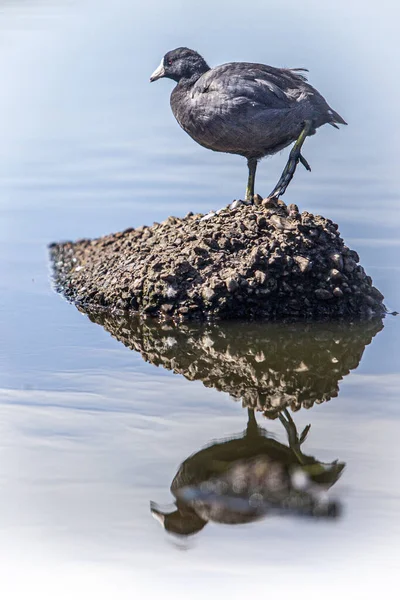 Grebe Bird Rock Reflection High Quality Photo — Stock Photo, Image