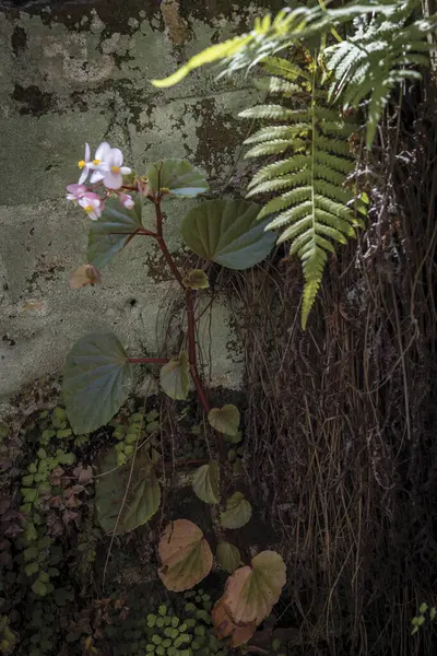 Flower and fern growing in a hot house. High quality photo