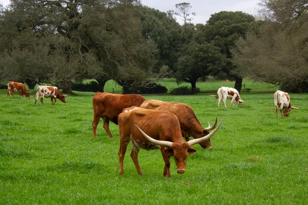 Otlakta Otlayan Uzun Boynuzlu Sığır Sürüsü Yüksek Kalite Fotoğraf — Stok fotoğraf