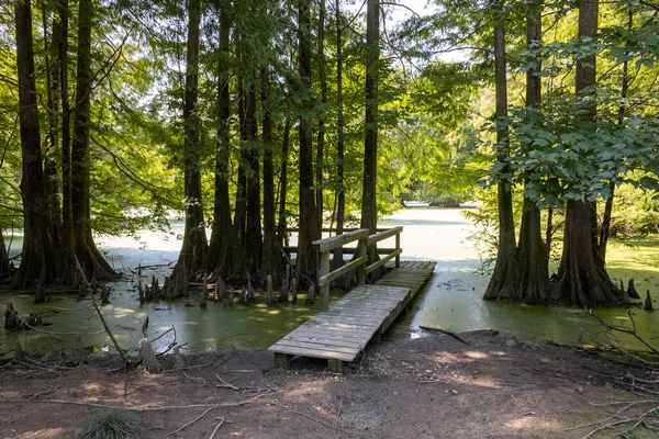 Болотная Сцена Луизианы Пышной Листвой Высокое Качество Фото — стоковое фото