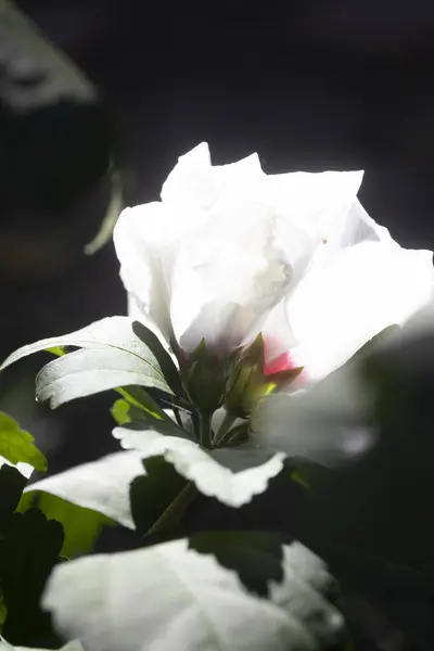 美しい花のマクロが咲きました 高品質の写真 — ストック写真