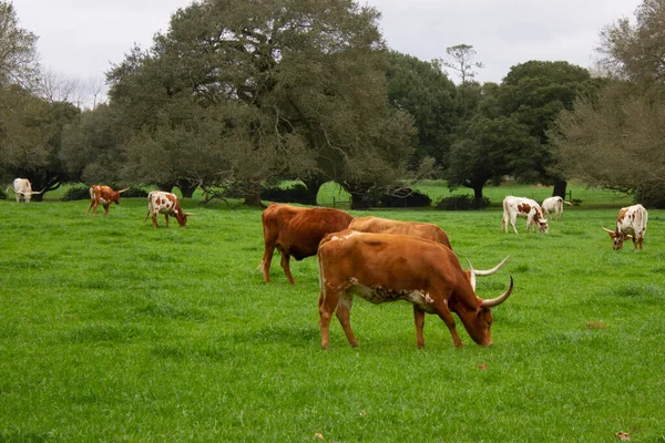 Herd Longhorn Cattle Grazing Pasture High Quality Photo — Stock Photo, Image