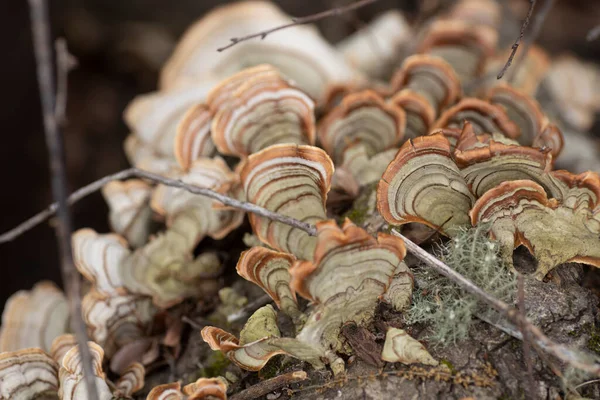 Bunte Pilze Die Wild Wald Wachsen Hochwertiges Foto — Stockfoto