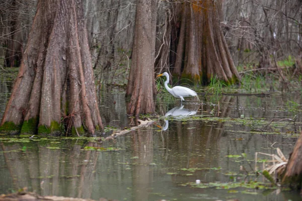 Beautiful Swamp Scene Lake Martin Louisiana High Quality Photo — Stock Photo, Image
