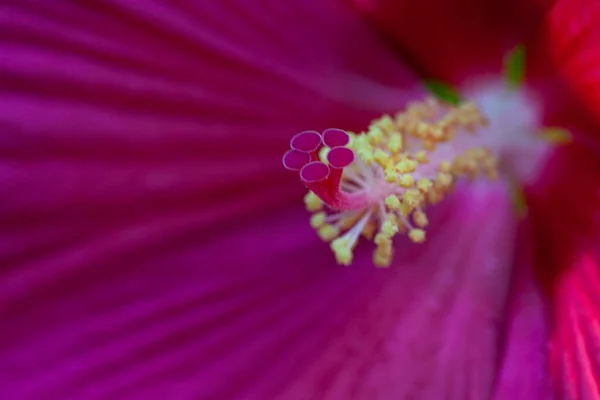 Macro Beautiful Pink Hibiscus Bloom High Quality Photo — Stock Photo, Image