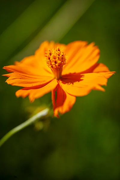 Egy Gyönyörű Virág Makrója Kiváló Minőségű Fénykép — Stock Fotó