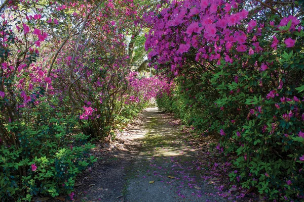 Flowering pink azalea lined drive or path. High quality photo