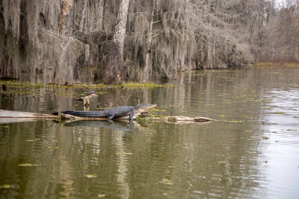 Basking American Alligator Swamp High Quality Photo — Stock Photo, Image