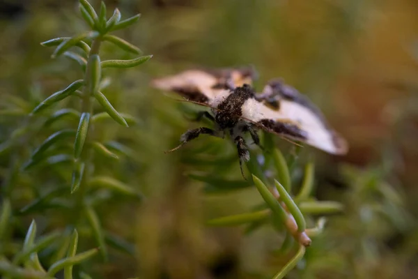 Чорно Біла Метелик Зеленій Рослині Високоякісна Фотографія — стокове фото