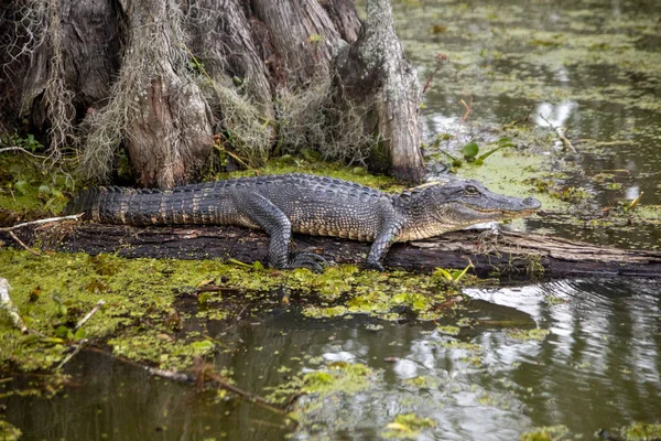 Stock image Basking american alligator in swamp. High quality photo