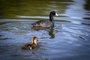 Sudaki sevimli yavru ördekler. Yüksek kalite fotoğraf